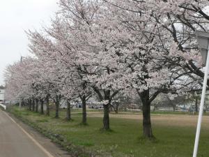 三和西部工業団地の桜（写真）