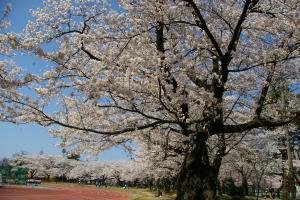 陸上競技場を囲む桜（写真）
