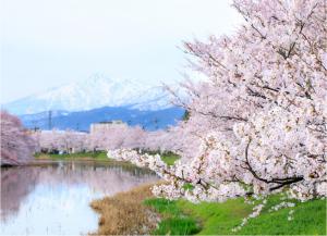 高田公園の桜（お堀沿い）（写真）
