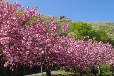五智公園の八重桜の様子（写真）