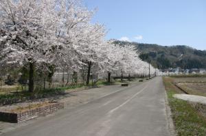 桜　リバーサイド（写真）