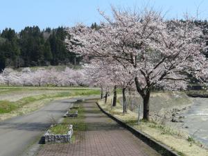 安塚区の桜（写真）
