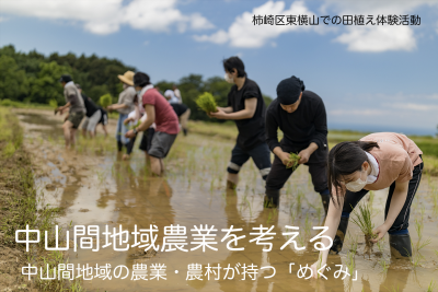 柿崎区の棚田で田植え体験をする若者たち（写真）