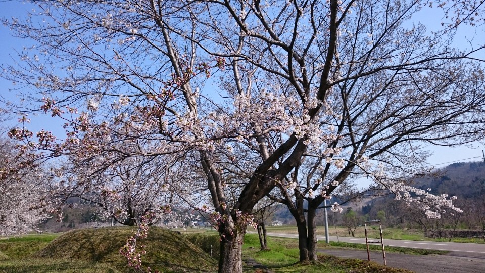 水科古墳群の桜(写真）