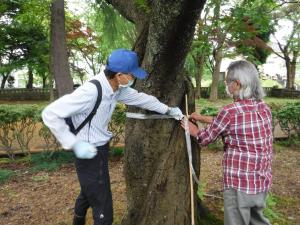 参加者が桜の幹回りの太さを測定している様子（写真）