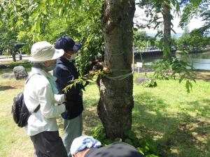 参加者が樹に樹名プレートを設置する様子（写真）