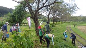 参加者が桜堤に肥料やりをする様子（写真）