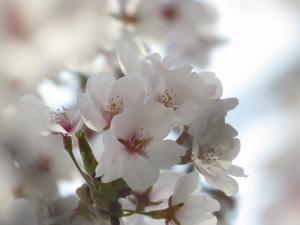ソメイヨシノの花びら拡大写真2
