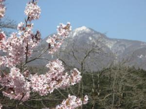 集落の桜の写真