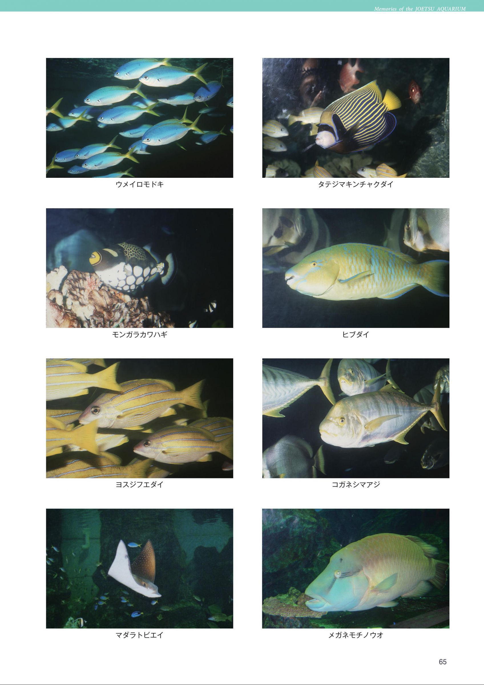 ウェブブック 上越市立水族博物館のあゆみ 2 水族博物館の思い出 ウェブブック 上越市立水族博物館のあゆみ 2 水族博物館の思い出