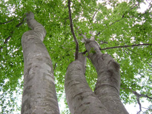 枝の隙間から光が差し込むブナ林の様子（写真）