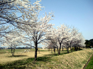 春：宮口古墳公園の桜（写真）