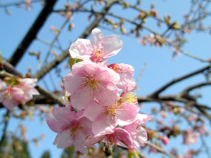春：河津桜（写真）