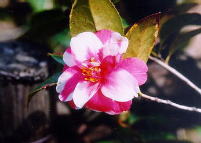 白と赤が混ざった椿の写真です