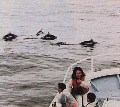 北海道室蘭市・イルカ・鯨ウォッチングの様子（写真）