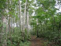 ブナ林の写真
