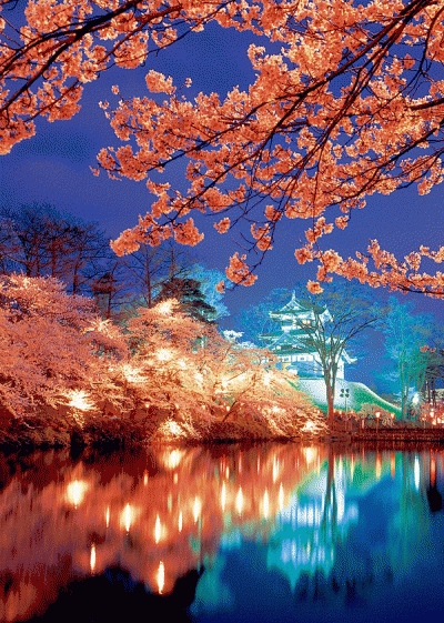 観桜会夜桜ライトアップの様子（写真）