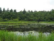 池沼の写真