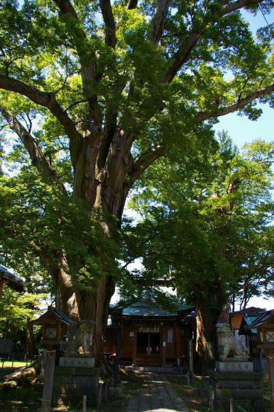 大ケヤキの東面（写真）