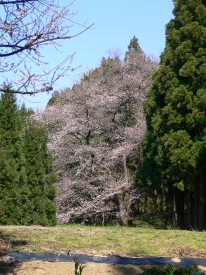 岡田エドヒガン（写真）