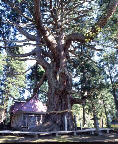 虫川の大スギ 北面（写真）