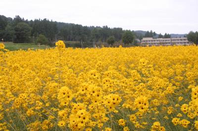 柳葉ひまわりの画像