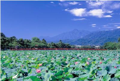 高田城址公園のハス（写真）