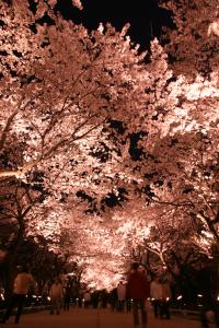 ライトアップされた桜ロード（写真）