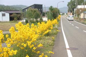 国道403号沿いに咲く柳葉ひまわりの画像