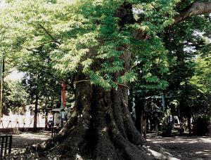 お諏訪さんの大ケヤキ（画像）