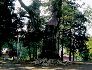 琴毘沙神社の大ケヤキ（画像）