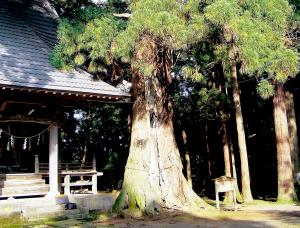 小川の大スギ（画像）