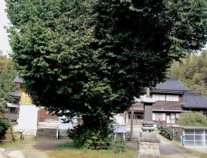 瑞天寺のイチョウ（画像）