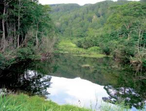 黒倉山山腹のモリアオガエル生息地（画像）