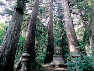 日吉神社の大スギ（画像）