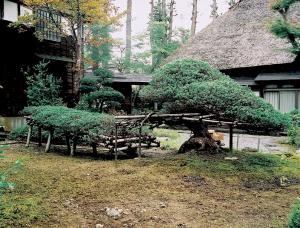 田屋鴨井家のゴヨウマツ（画像）