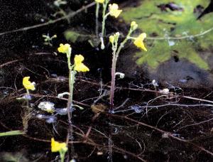 フサタヌキモ群生地（画像）