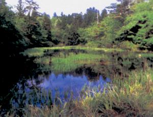 こんやの谷内と水生植物群（画像）