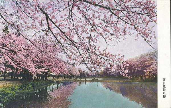 絵はがき1 高田城址の桜（画像）