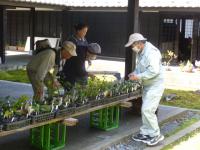 雪椿即売会(写真)