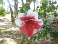 赤と白が混ざった椿(写真)