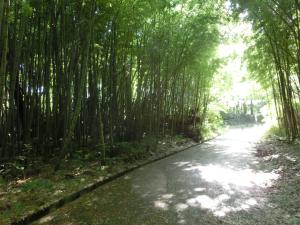 遊歩道の竹林に木漏れ日が差しています（写真）