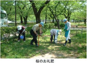 桜のお礼肥（写真）