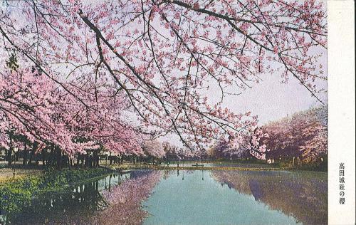 高田城址の桜