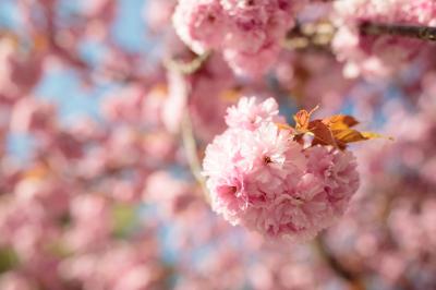 五智公園の八重桜（関山）（写真）