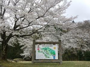 宮口古墳公園の看板と桜