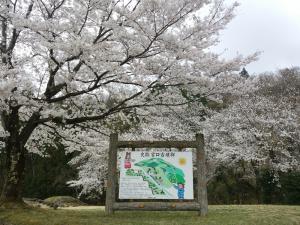 宮口古墳公園の看板と桜