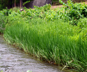 川辺（写真）