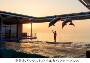 イルカパフォーマンス（写真）