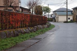 塀を生垣に変える（写真）